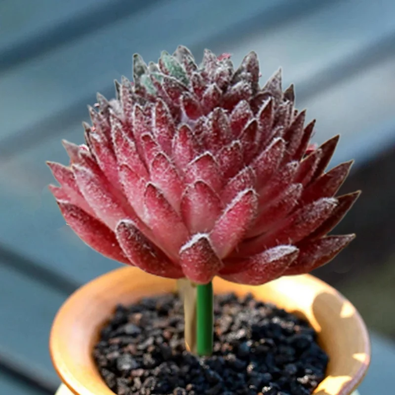 Искусственные растения-суккуленты искусственные растения алоэ кактус пейзаж