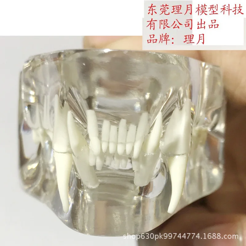 Анатомическая патология кошек модель челюсти медицинская Анатомия рот и зубы