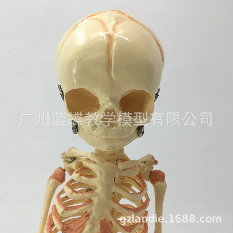 Детский Манекен-Скелет из ПВХ медицинская анатомическая модель человеческого