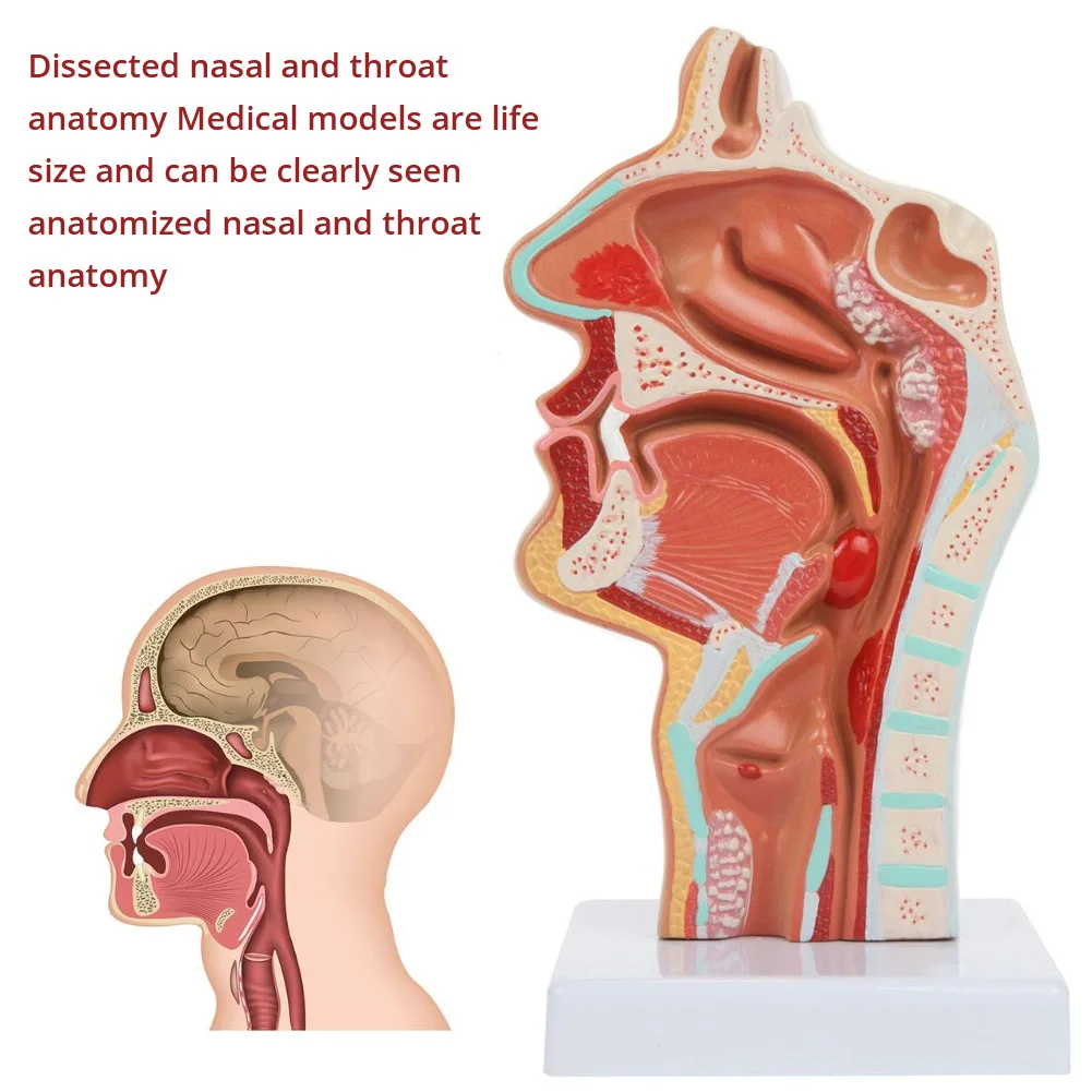 Медицинская анатомическая модель для лечения болезней ларинкса и фармацевтики
