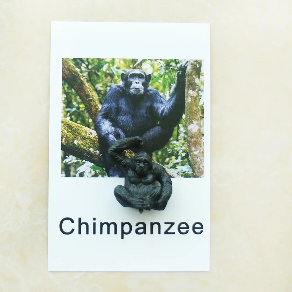 Языковые материалы Монтессори карточки с животными Обучающие Детские игрушки