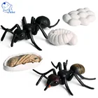 Экшн-фигурки рабочих и муравьев, имитация гнезда, цикл роста, миниатюрная детская развивающая Милая модель, для обучения детей