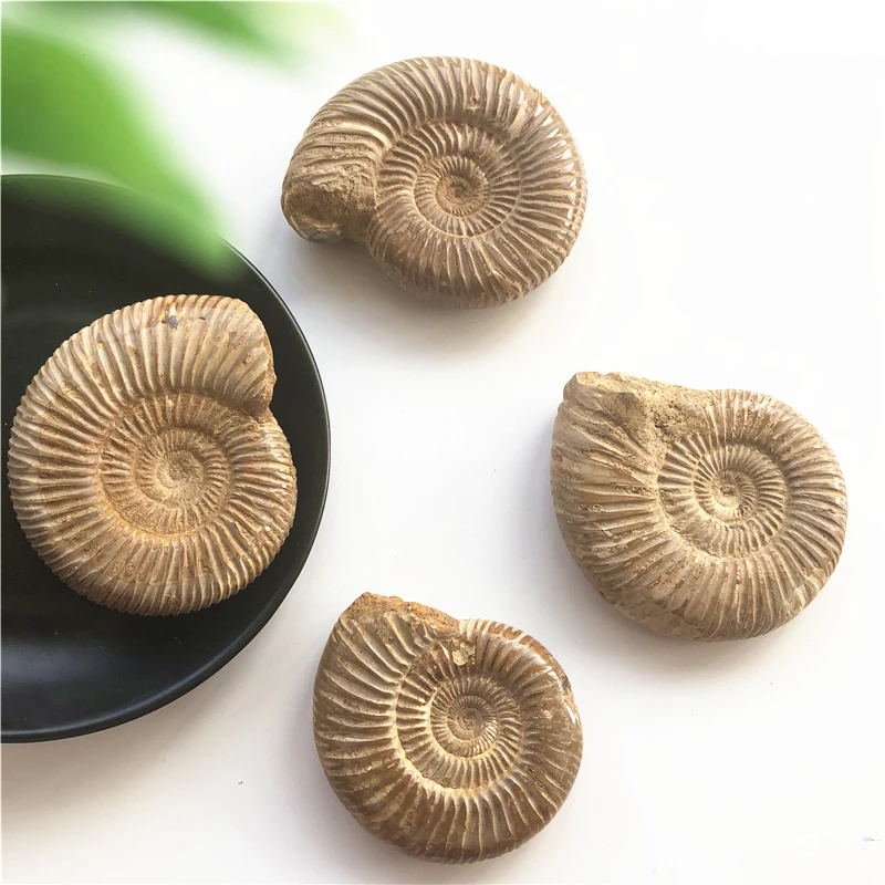 1 шт. натуральный Палеонтологический Fossil Ammonoid минеральный геологический учебный образец Коллекция украшения