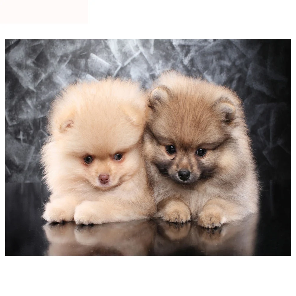 Мозаика с милым померанским щенком алмазная живопись вышивка крестиком 3D