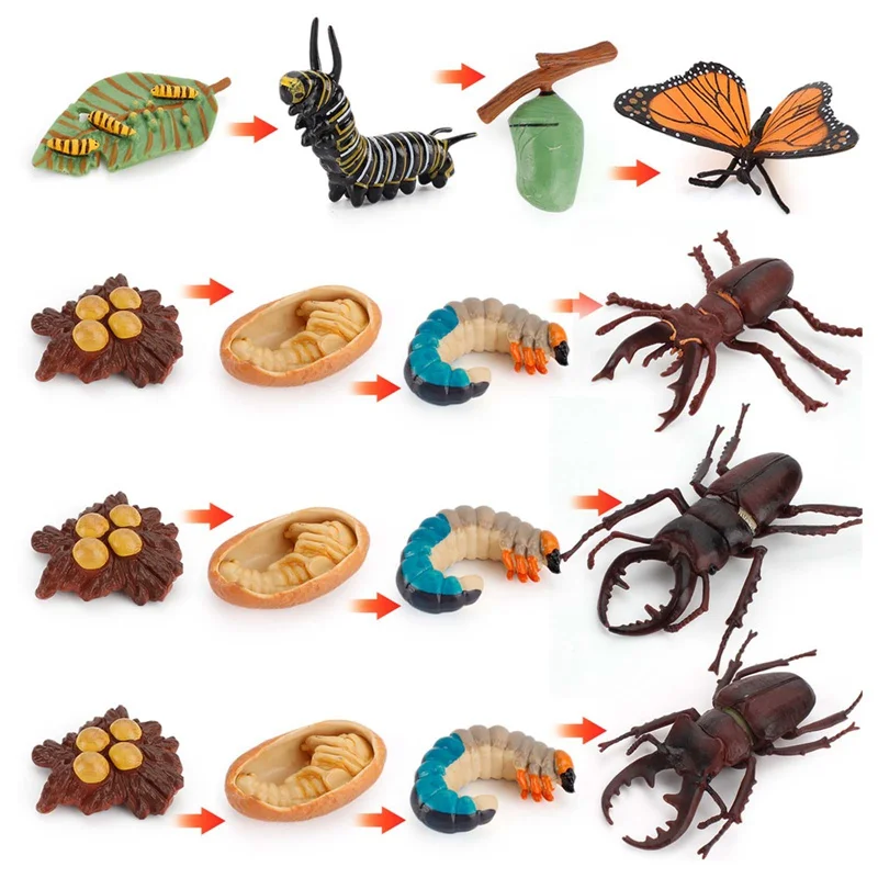 

4Pcs/Set Children Early Education Cognitive Simulation Insect Growth Cycle Toys Baby Kids Action Figures Miniature Butterfly Toy