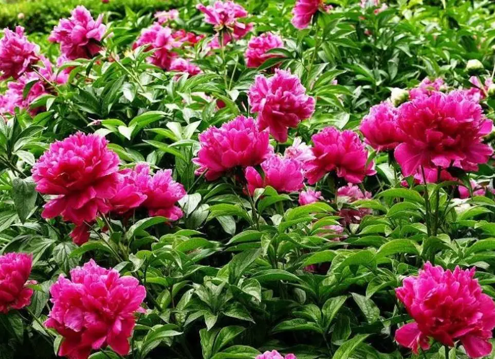 Цветы алмазная картина пион полная квадратная вышивка Мозаика Искусство алмаз