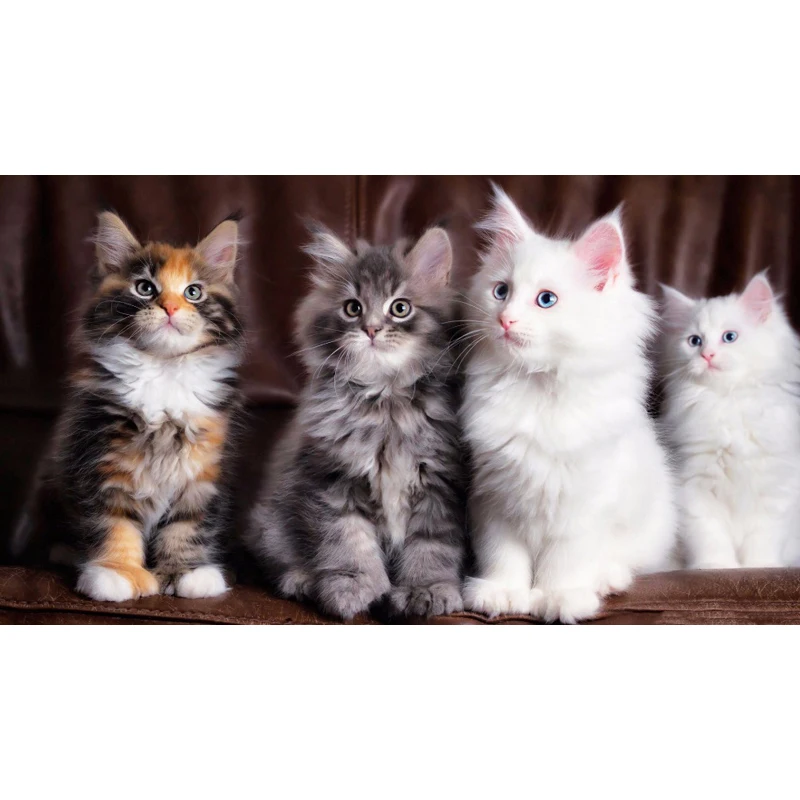 5D алмазная живопись сделай сам четыре котята квадратные/круглые алмазные стразы