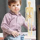 Прочный обучающий инструмент, практичная способность, набор для научных работников младшего и старшего возраста для начинающих, модель скелета, сборная игрушка