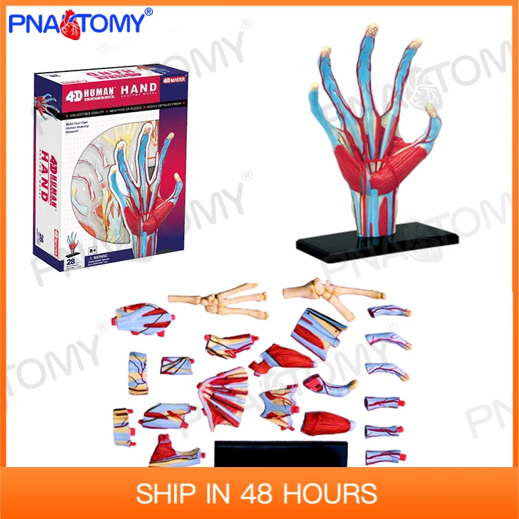 

4D MASTER 26057 Human Hand Skeleton Anatomical Model Anatomy DIY Gift Children Toy Puzzle Educational Internal Organs