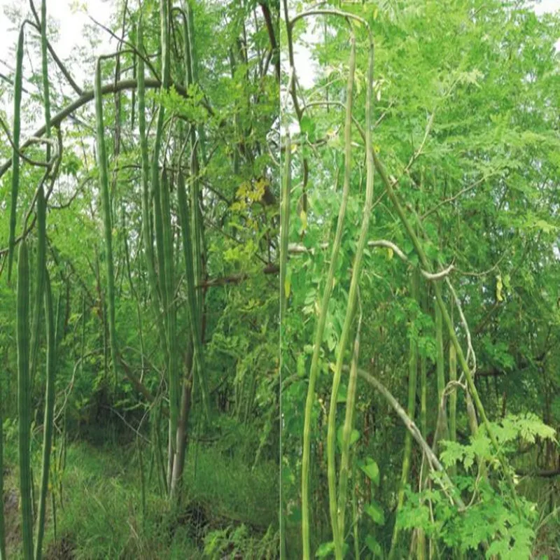 50pcs-1000pcs 99% High Germination Rate Moringa Oleifera It Can Be Planted and Eaten Free Shipping | Красота и здоровье