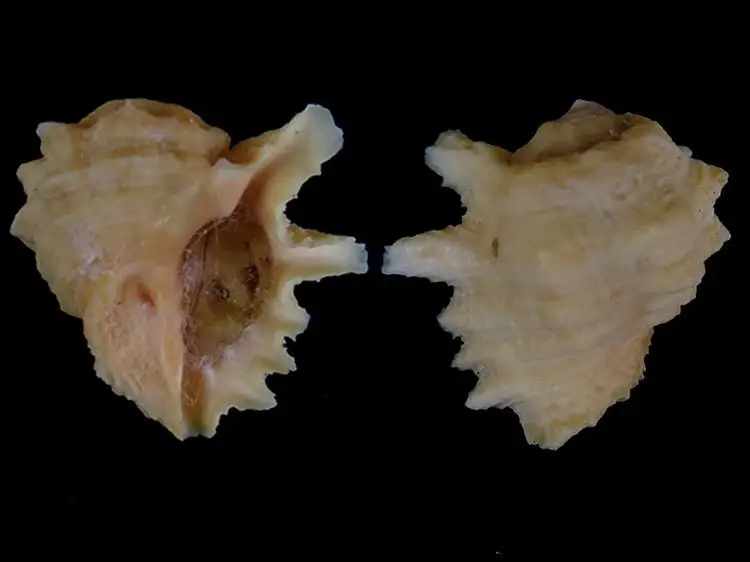 

Drupa grossularia Natural conch shell specimen spiral natural specimen collection decorations ornaments gifts