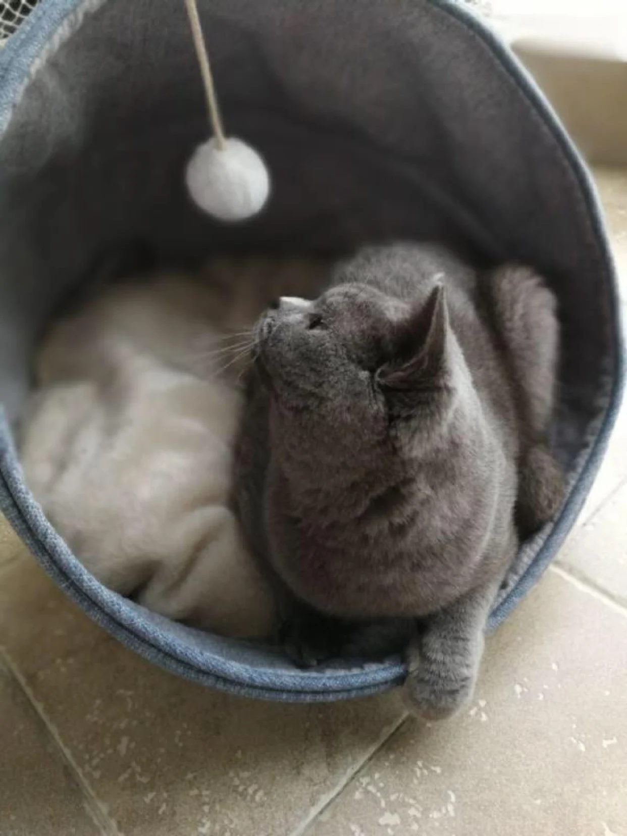 Роскошный мягкий лежак для кошек закрытые сезоны Теплый кот спальная зимняя