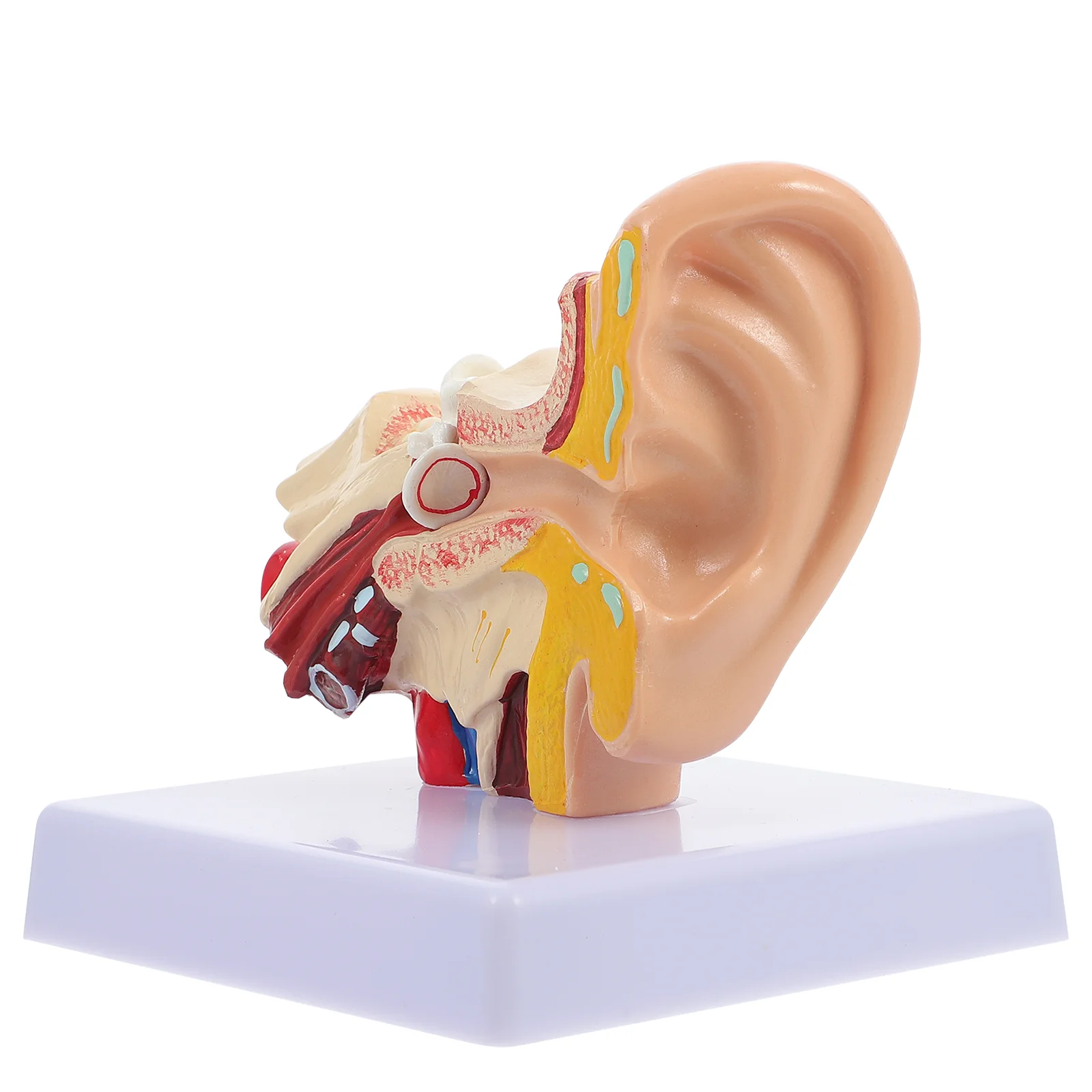 

1 Pc Ear Anatomy Model Ear Display Model Ear Shape Structure Model School Prop