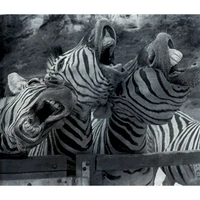 5d diy diamond painting three laughing zebras full drill embroidery cross stitch mosaic craft kit home decor christmas gift
