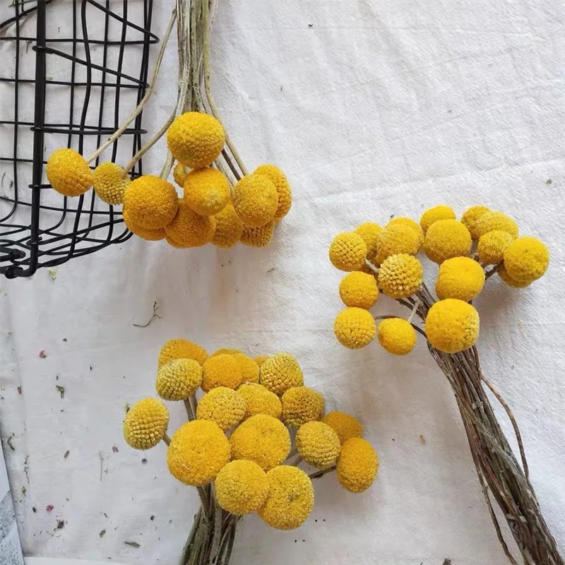 

5pcs Real Immortal Dried Flower Bunch Natural Eternal Plants Christmas Wedding Home Decor Artificial Phragmites Golden Ball Pom