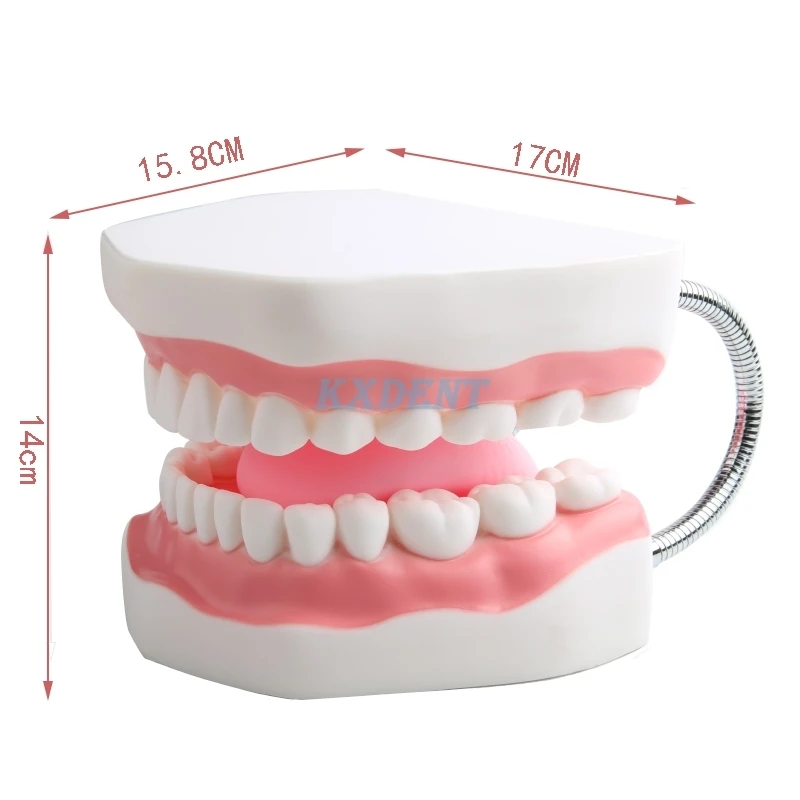 1 шт. зубная модель для взрослых 6 раз