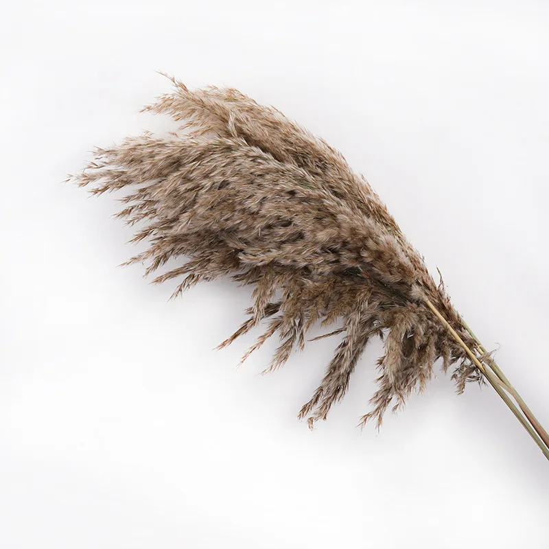 natural dried plants dried reeds bunch small pampas grass diy craft wedding bouquet photography props home decoration supplies free global shipping