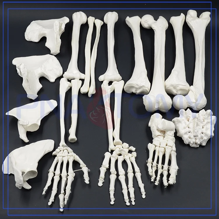 Full Size Human Disarticulated Skeleton Model with Skull Anatomical Model Medical Science Spine Pelvis Ribs Femur Tibia Anatomy