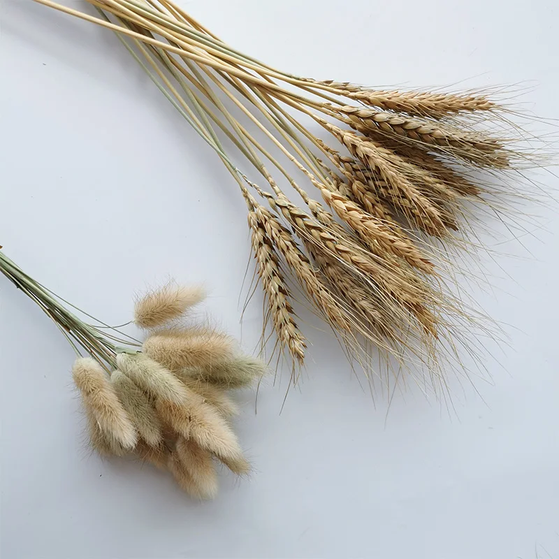 

20PCS Natural Dried Bunny Tail Grass Autumn Wheat Flower Bouquet Wreath Real Dry Flowers Home Garden Wedding Party Decoration