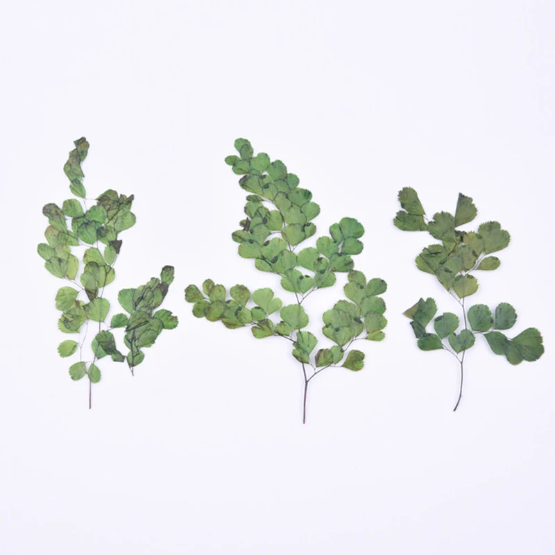 Maidenhair папоротник сено тиснение diy клей фотоальбом Закладка прессованный цветок