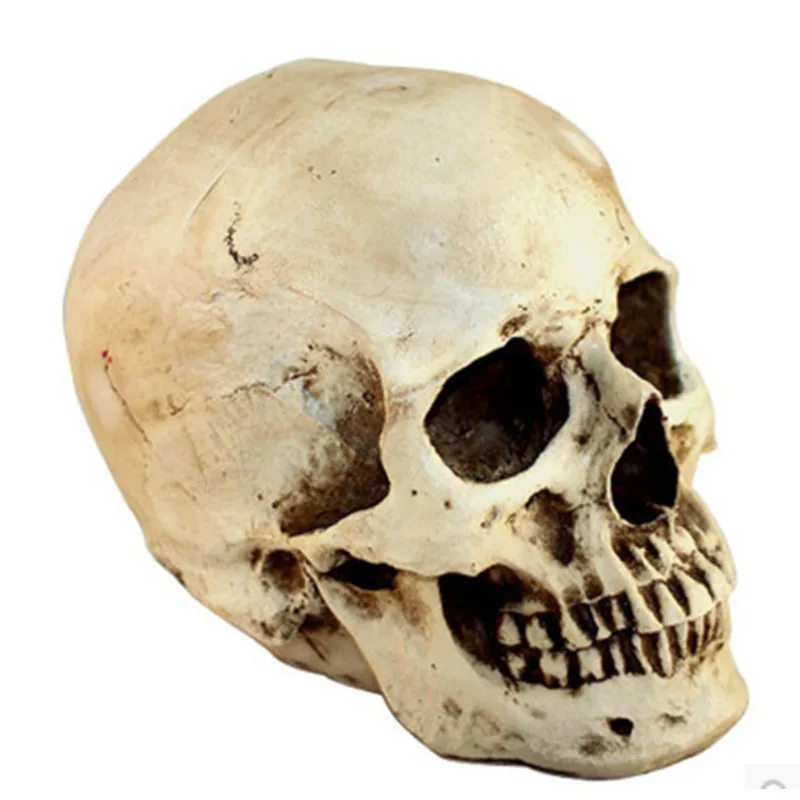 

Медицинская модель, голова черепа из человеческого каучука, украшение для дома и офиса, настольное украшение, статуя черепа, подарок ручной ...