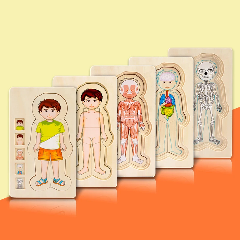 

Children Wooden Puzzle Game Body Cognitive Multi-layer Tructure Toys Montessori Eudcational Toy Intelligence Learning Wooden Toy