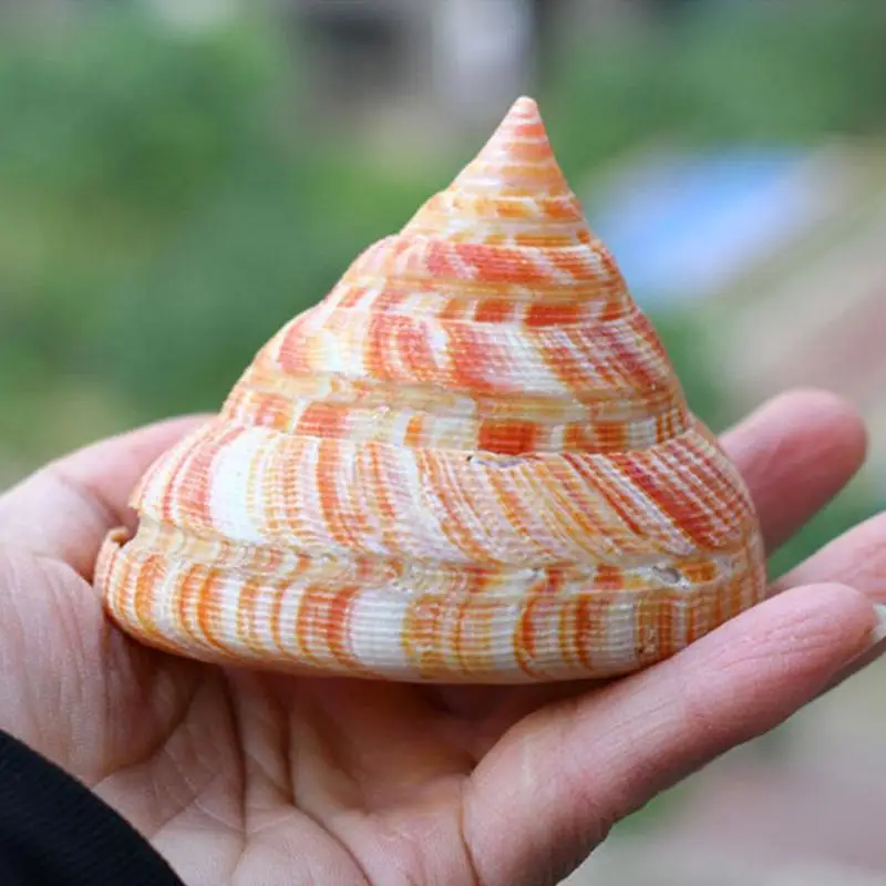 Оранжевая башня морская улитка зеленая ракушка рыба подарки аквариум краб