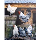 5D алмазная живопись 