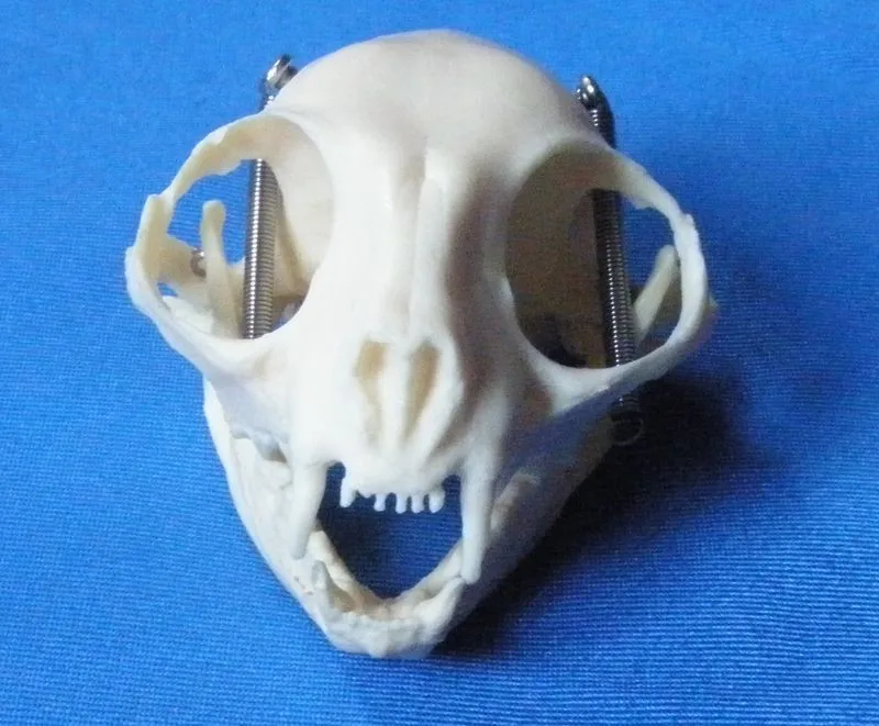 

free shipping Cat skull skeleton model animal skulls skeleton model veterinary teaching model