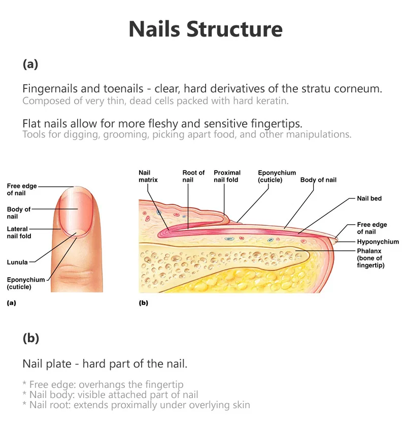 

20ML Effective Fungus Removal Essence Oil Liquid Fungal Nail Treatment Nail Repair Anti Infection Foot Caring Onychomycosis