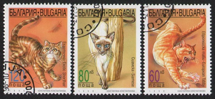 

3Pcs/Set Bulgaria Post Stamps 1998 Pet Cats Used Post Marked Postage Stamps for Collecting