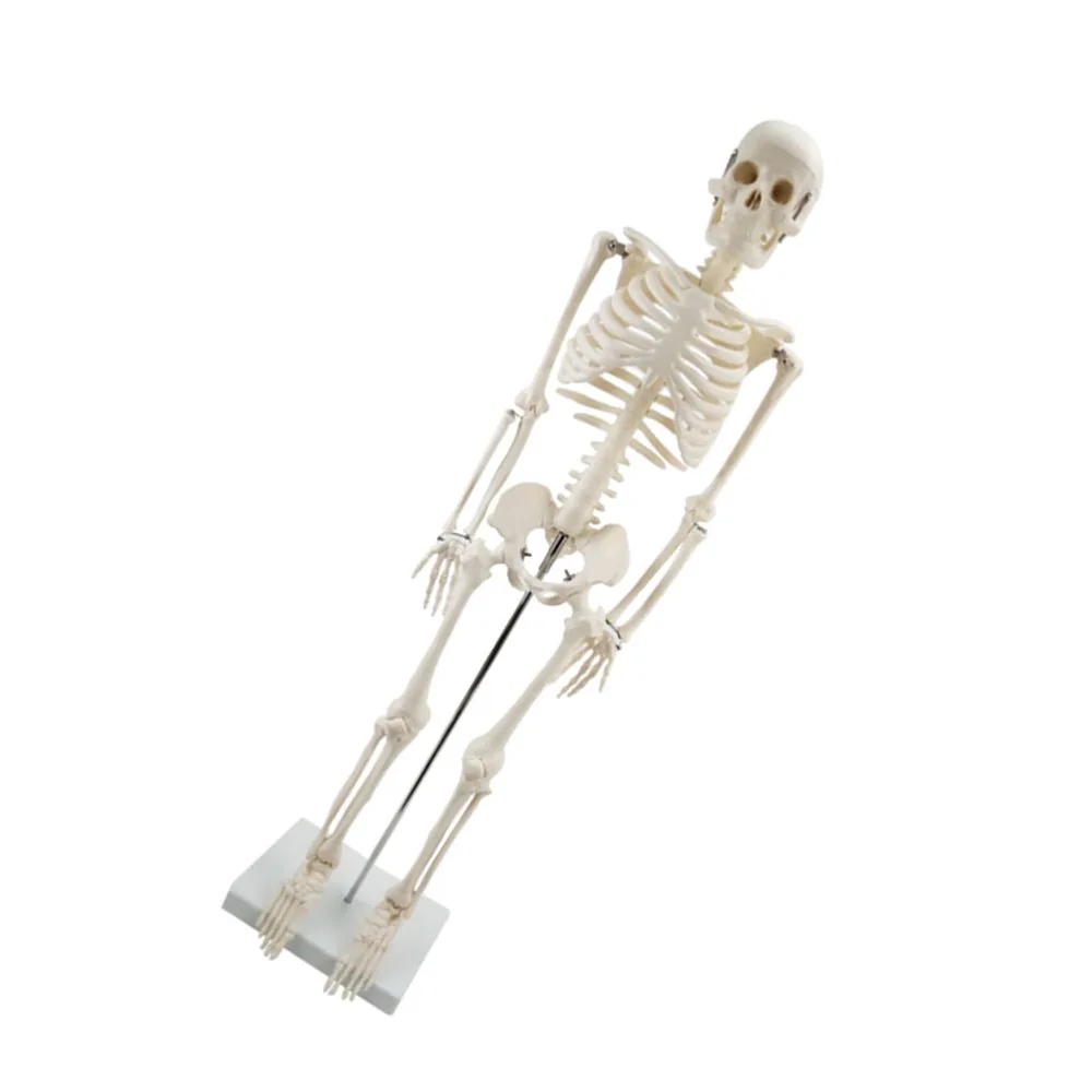 

1pc Human Skeleton Model Simulation Skeleton Model for Teaching Use