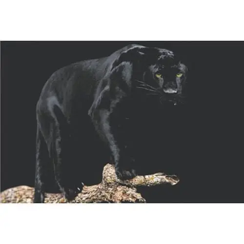 Черная пантера ИСКУССТВО ШЕЛК фотокартина 24x36 дюймов | Дом и сад - Фото №1
