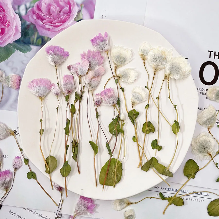 120 шт. прессованный высушенный Rhodanthe Manglesii цветок гербарий из растений для