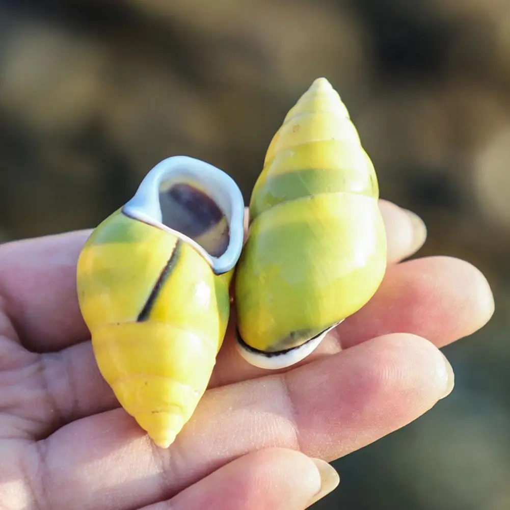 Snails Natural HLBK Conch Shells Small Fine Specimen Sea Left-handed Starfish Window Design Decoration | Дом и сад