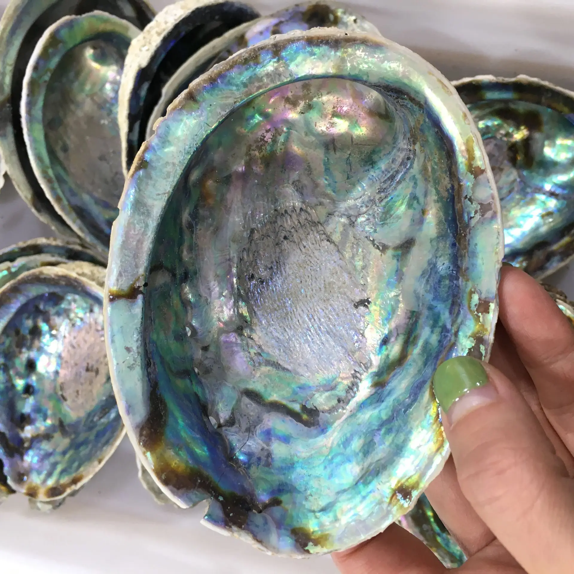 

Abalone Shell Nautical Decor Seashell Beach Wedding Shells Ocean Decor Jewelry DIY Shell Soap Dish Aquarium Home Decor