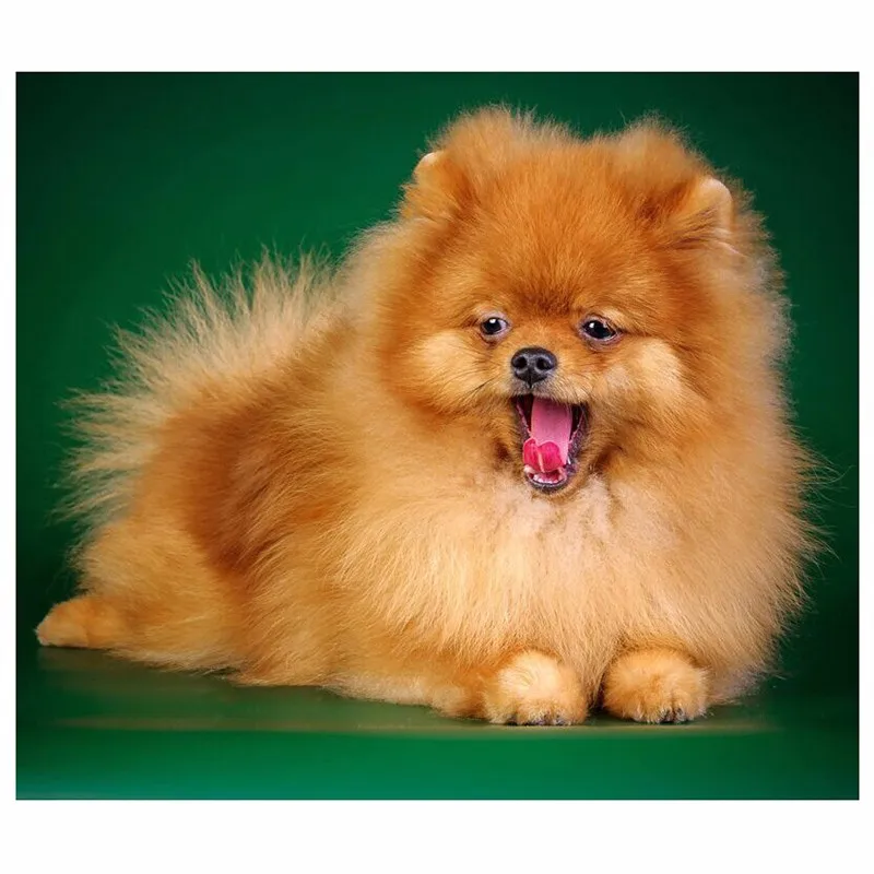 

Diy Ручная работа 5D Бриллиантовая мозаичная собака Алмазная картина Померанская картина из страз полная Алмазная вышивка распродажа Декор ...