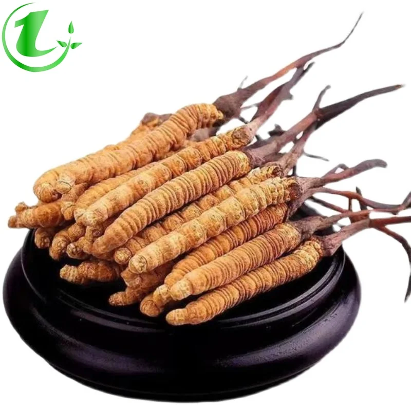 

Аутентичные тибетские свежие кордицепсы Nagqu для первого этапа, 3 шт. по 1 г, сушеные кордицепсы, драгоценные лекарственные материалы