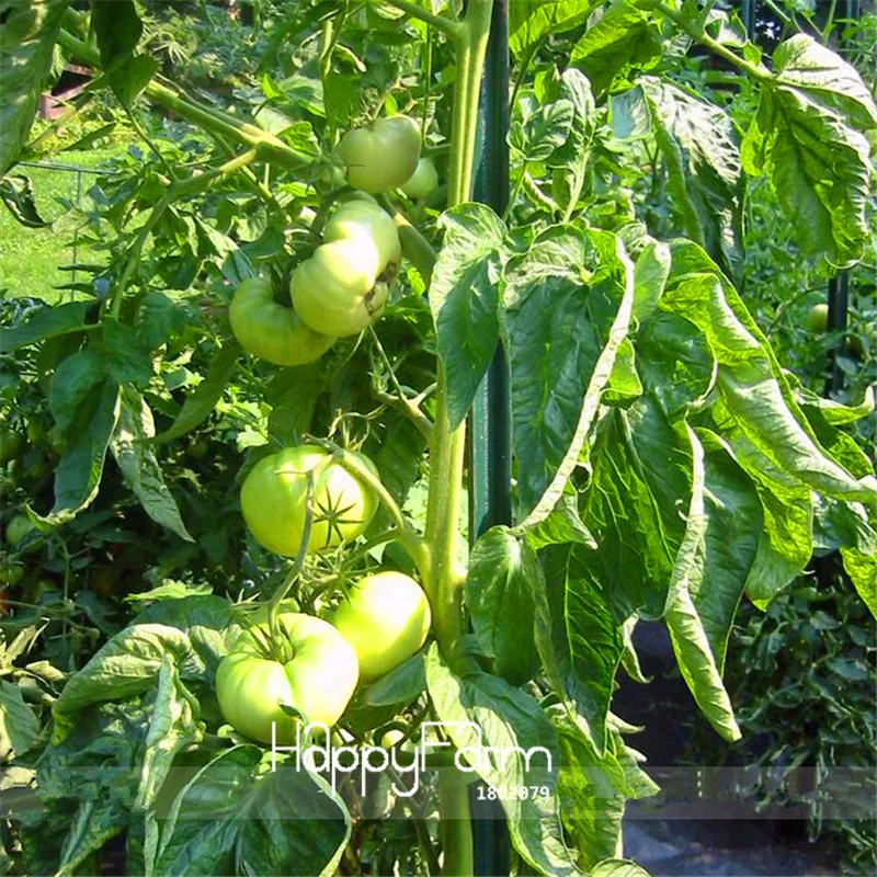 Big Promotion!Aunt Gerties Gold Organic Yellow Beefsteak Heirloom Tomato Bonsai,100 Pcs/Lot, Best-tasting Tomatoes,#8VYG53