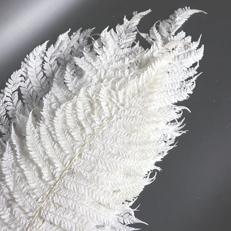 

1x Real Natural Fern Leaf Handmade DIY Material Preserved Dried Flower Photograph Home Desktop Office Party Chrismas Decoration