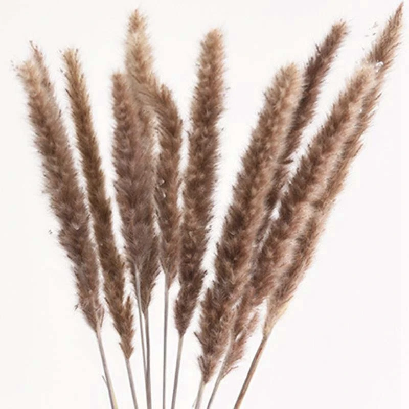 60 шт. Натуральные Сушеные пампасы трава фрагмиты коммуниса растение тростника