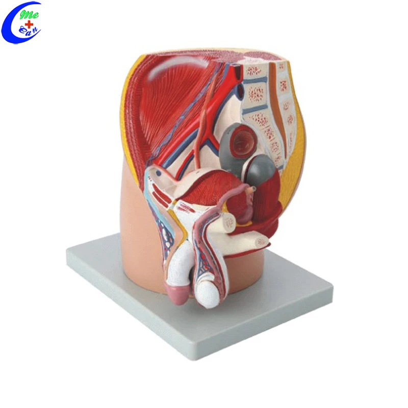 

Human Medical Anatomical Mannequin Pelvis Models for Students