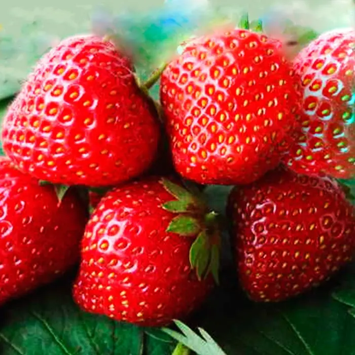 Купить Саженцы Клубники Зефир В Беларуси