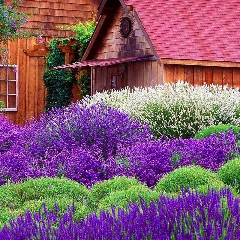 200 шт./лот лаванды английский(Lavandula узколистный) ванили бонсай для Домашнего Цветоводства