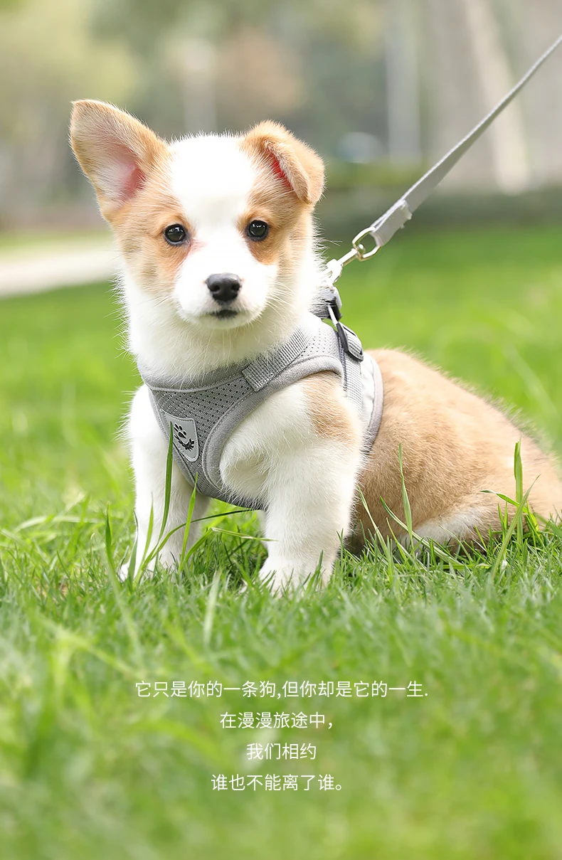 

Жилет для собак, Тяговая веревка для маленьких собак, нагрудный ремень, Тедди, корги, щенков, щенков, цепь для щенков, прогулочная веревка для...