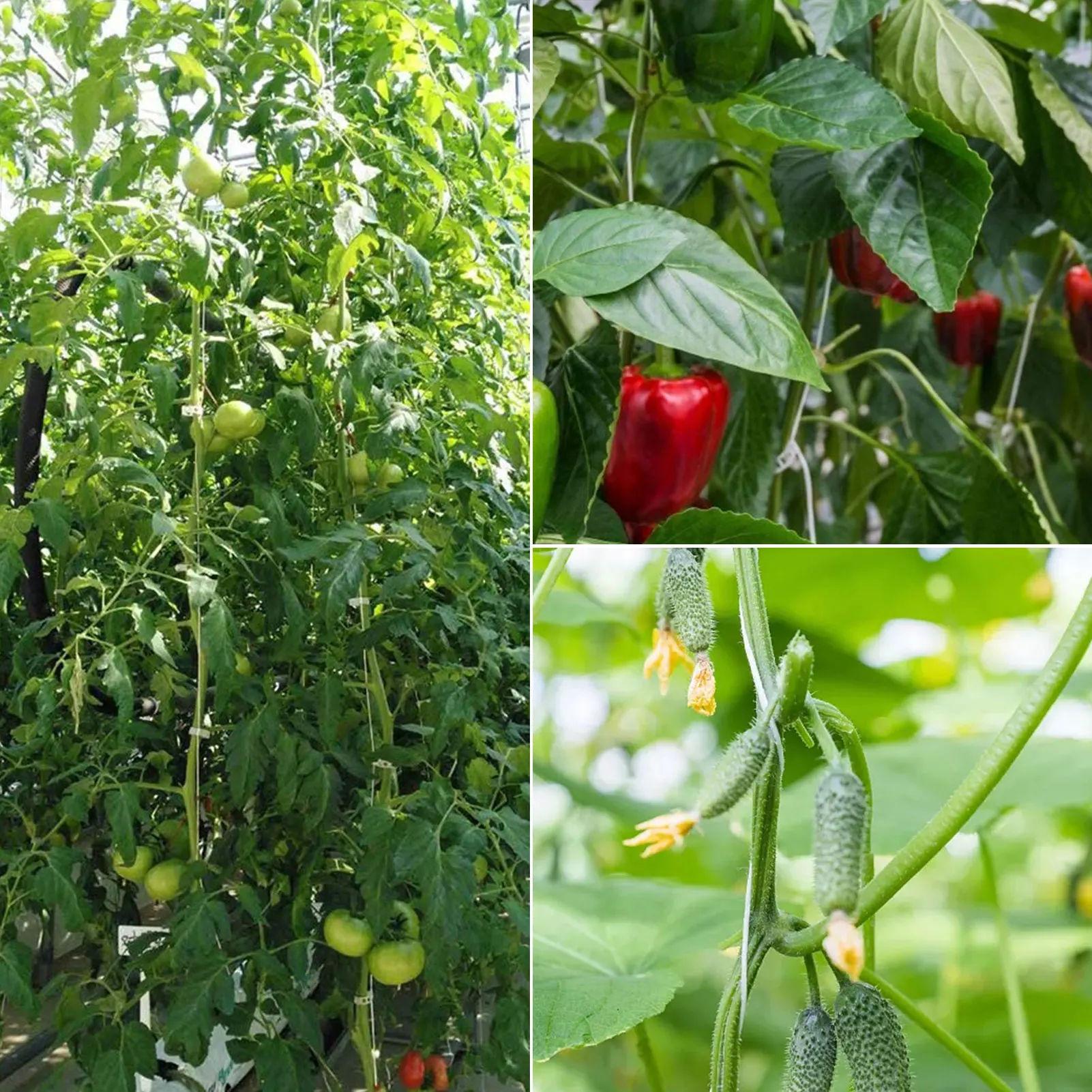 

20/10/6Pcs Plant Roller Hook Garden Vegetable Tomato Support Clips Artificial Climbing Trellis Flower Stand Garden Support Tool