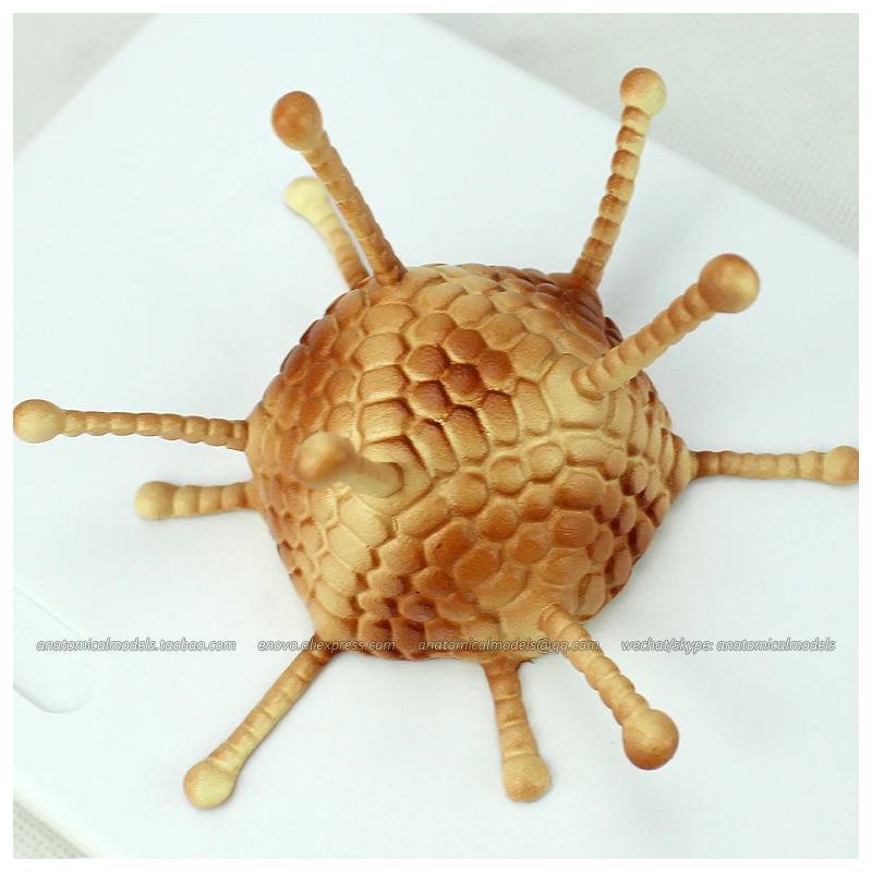 12554 / Microbiology AIDS Virus Model Kit Medical Science Educational Teaching Anatomical Models | Канцтовары для офиса и дома