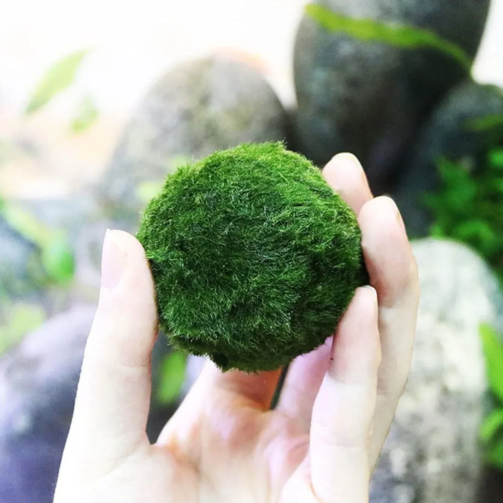 

10Pcs Hydroponic Algae Balls Bonsai Adornments Fish Tank Aquatic Plant (Green)