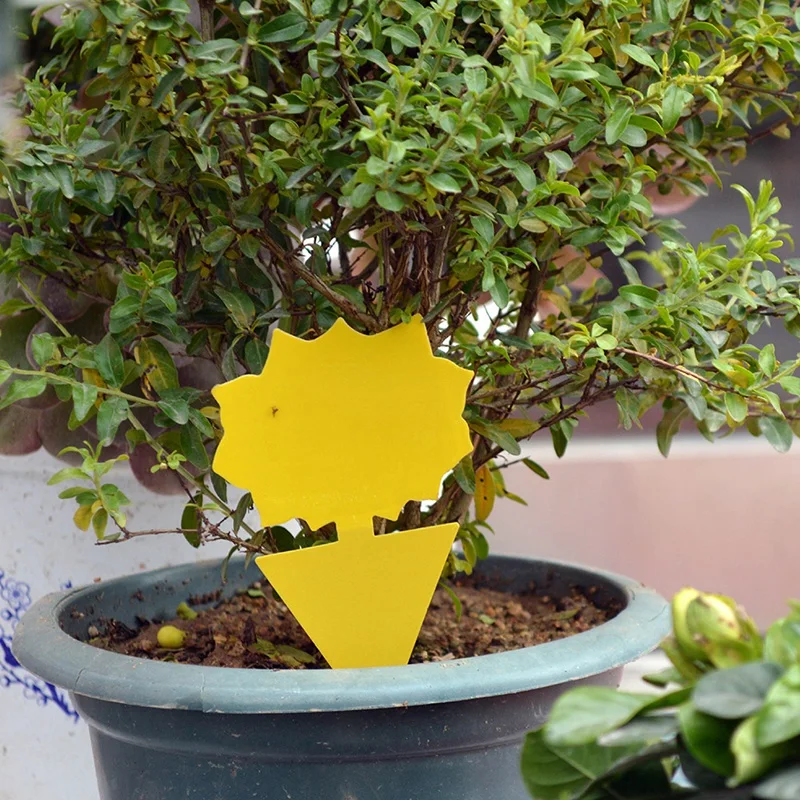 60 шт. двухсторонний желтый фруктовый мух липкий Ловушки для борьбы с вредителями