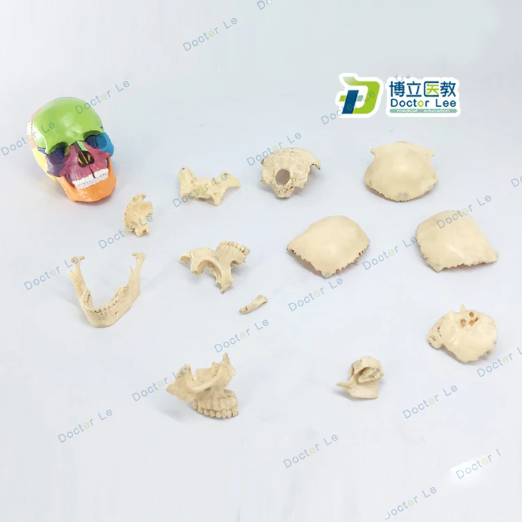 Квадрокоптер Mini Skull модель 15 Запчасти человека анатомический скелет красочные